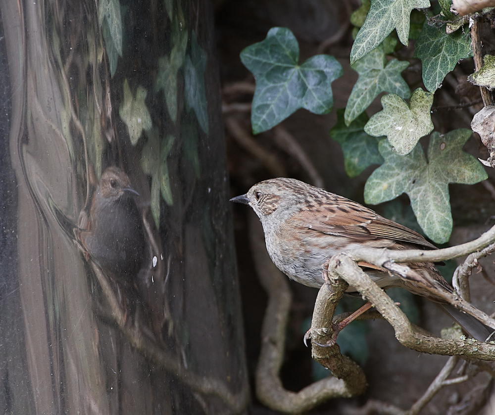 HanworthDunnock030421-4