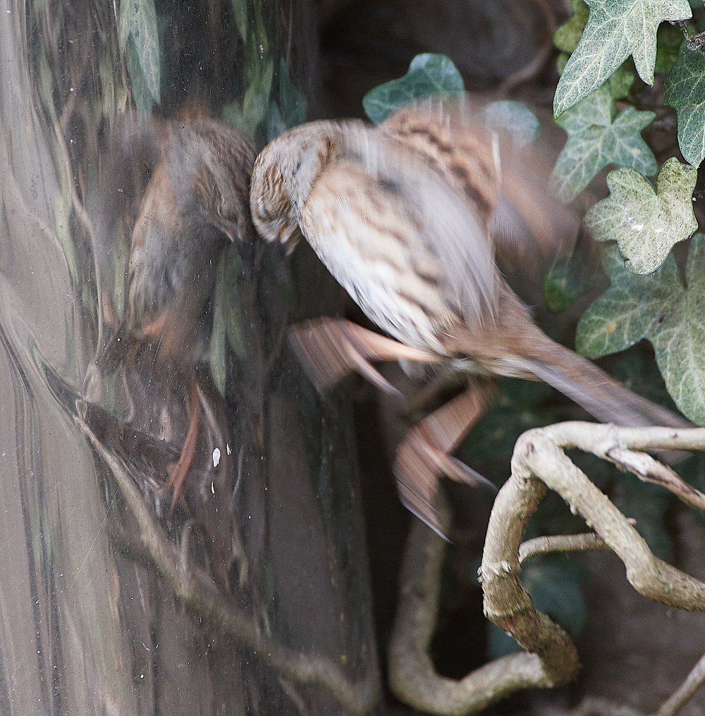 HanworthDunnock030421-6