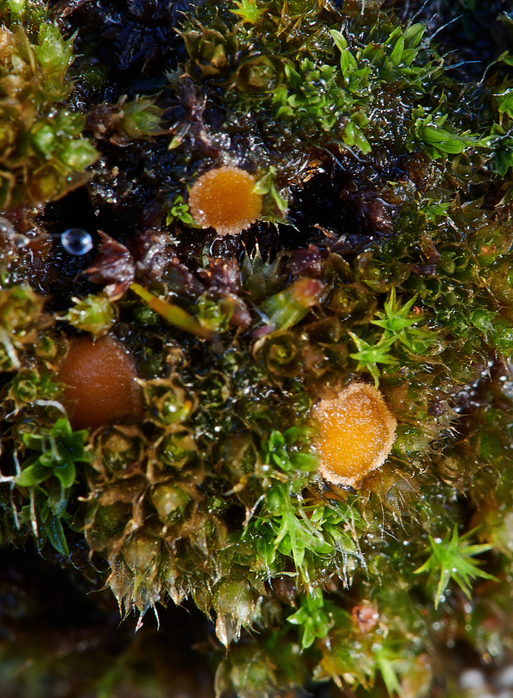 HanworthFungus1090121-1