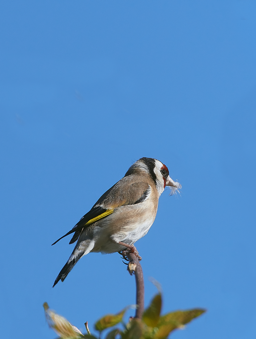 HanworthGoldfinch110421-1