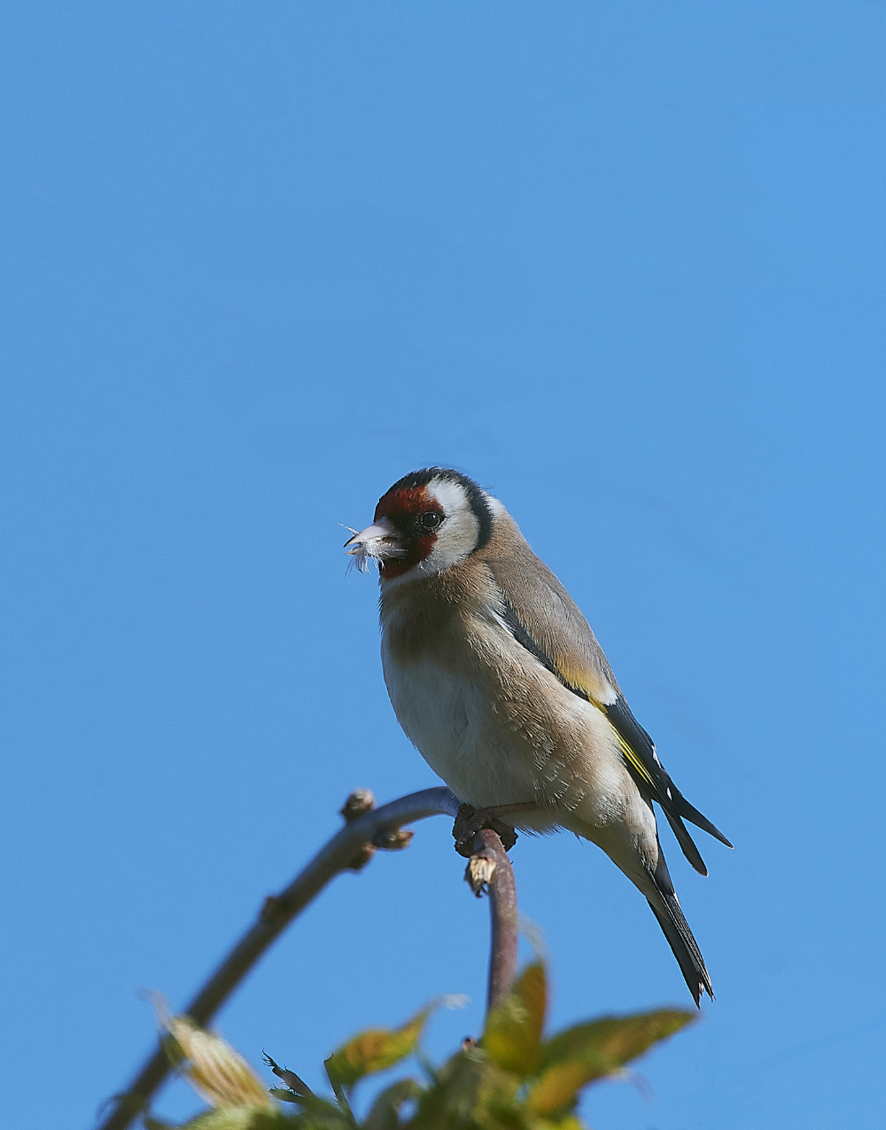 HanworthGoldfinch110421-2