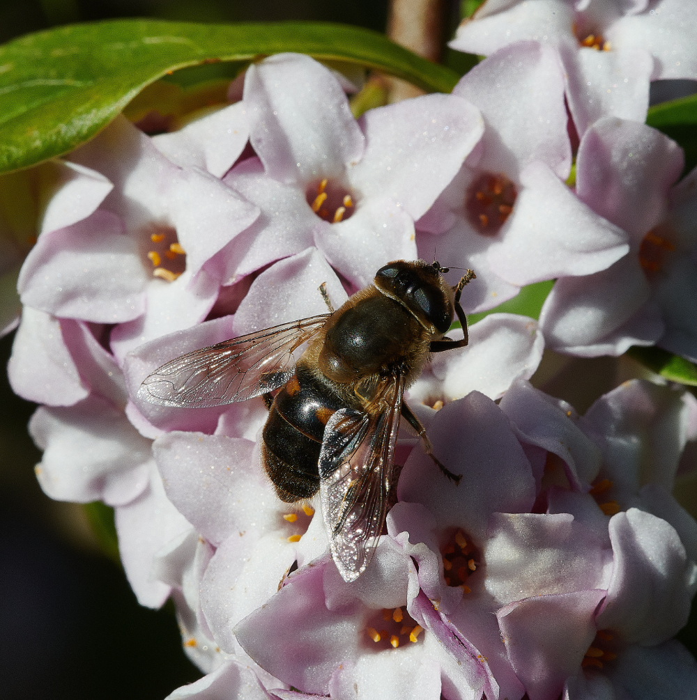 HanworthHoverfly270221-1