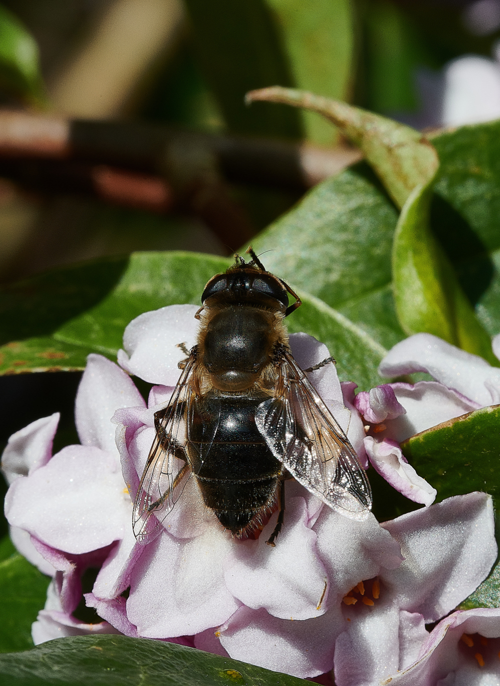 HanworthHoverfly270221-2