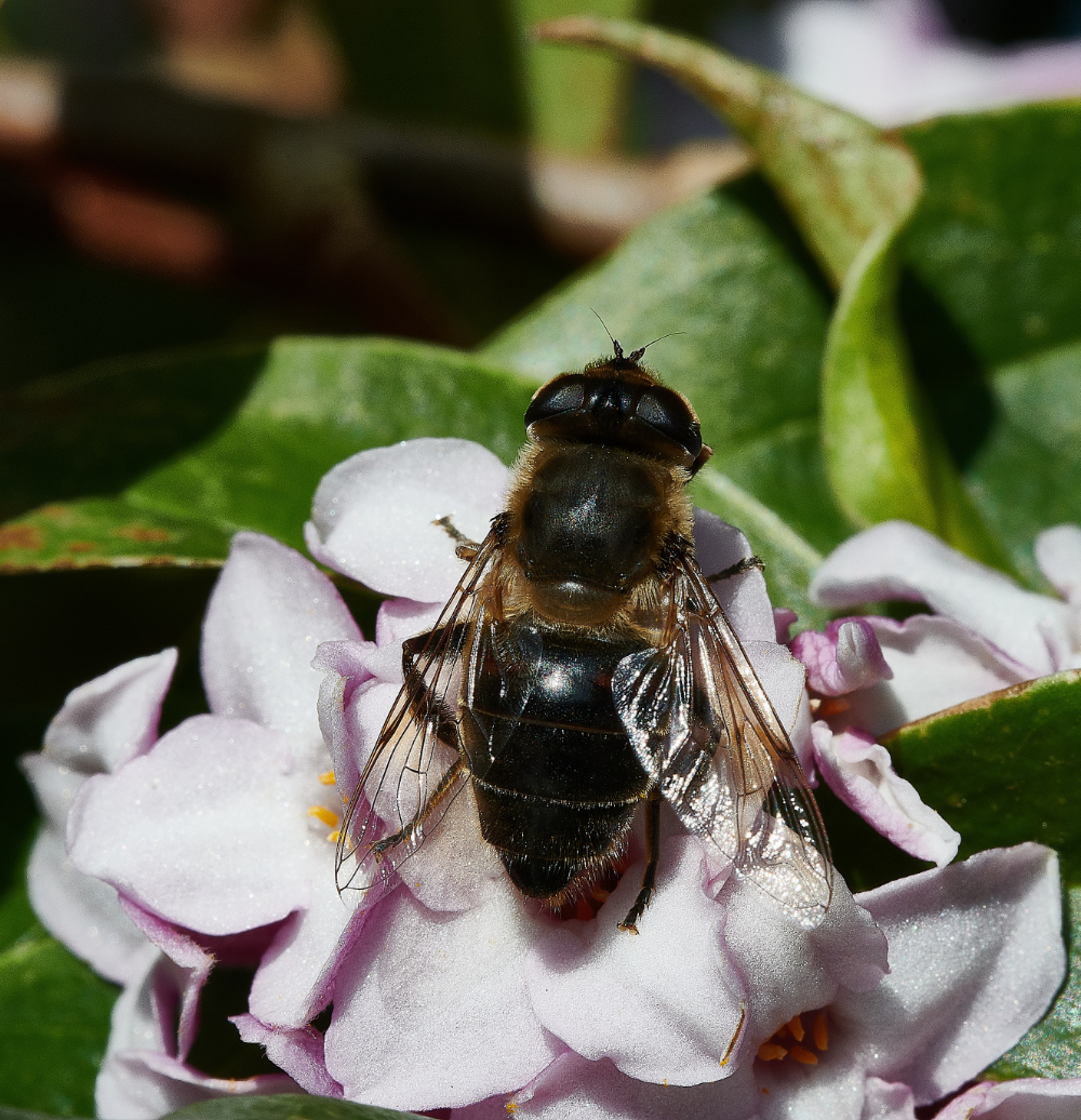 HanworthHoverfly270221-3