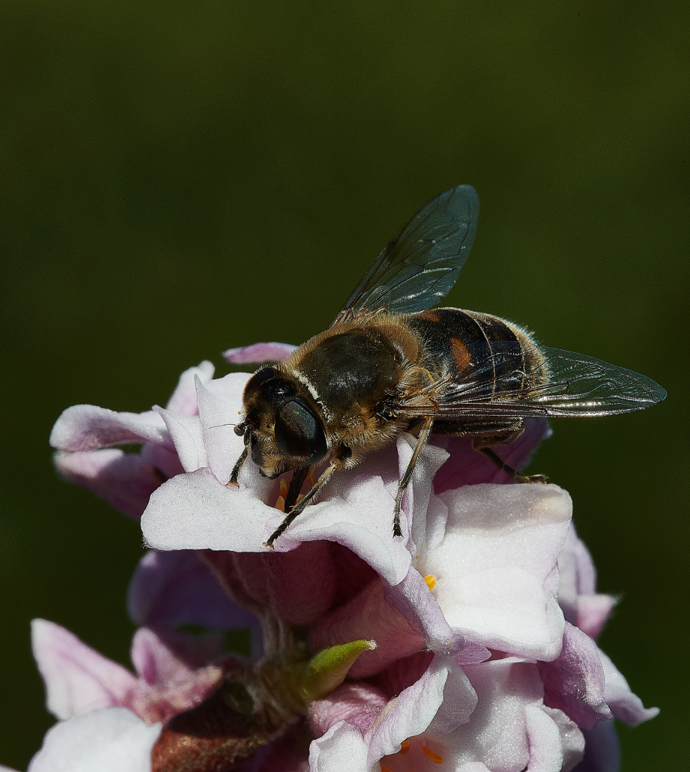 HanworthHoverfly270221-4