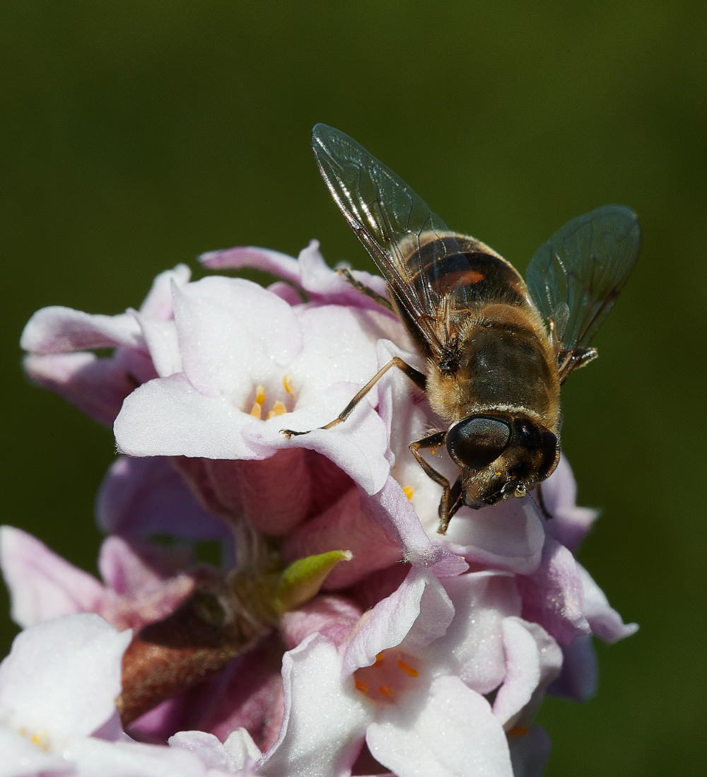 HanworthHoverfly270221-5