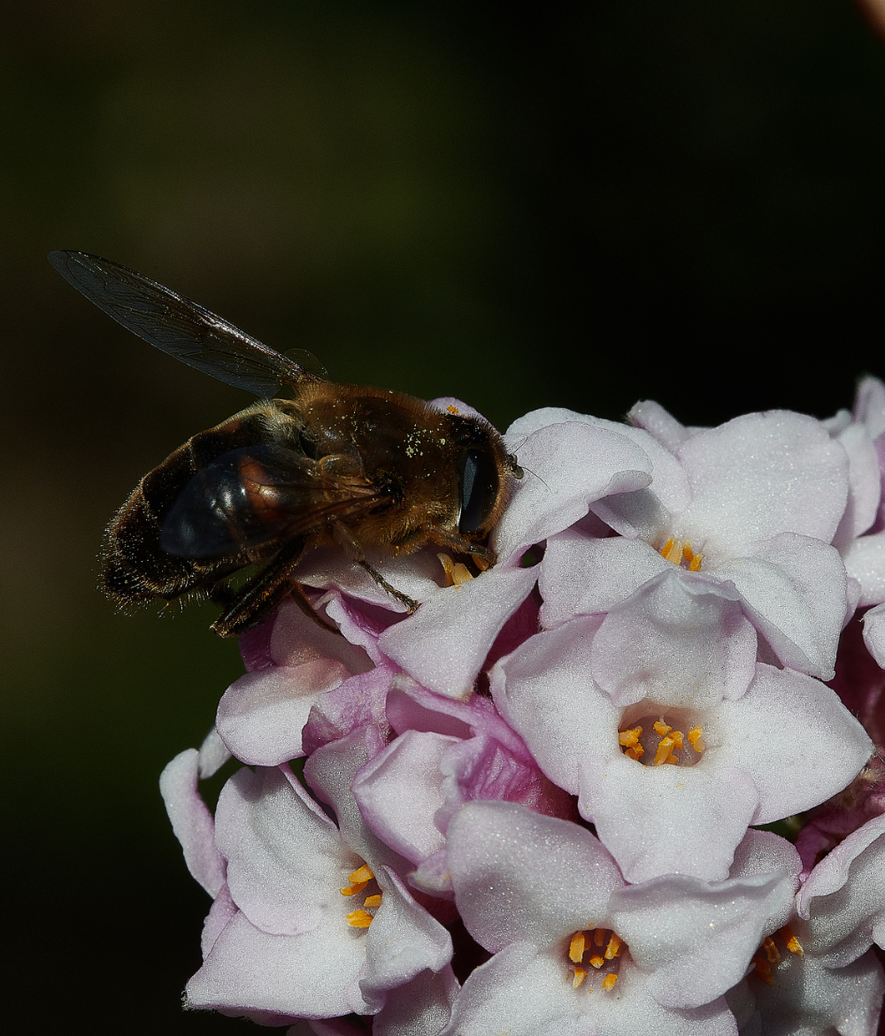 HanworthHoverfly270221-6