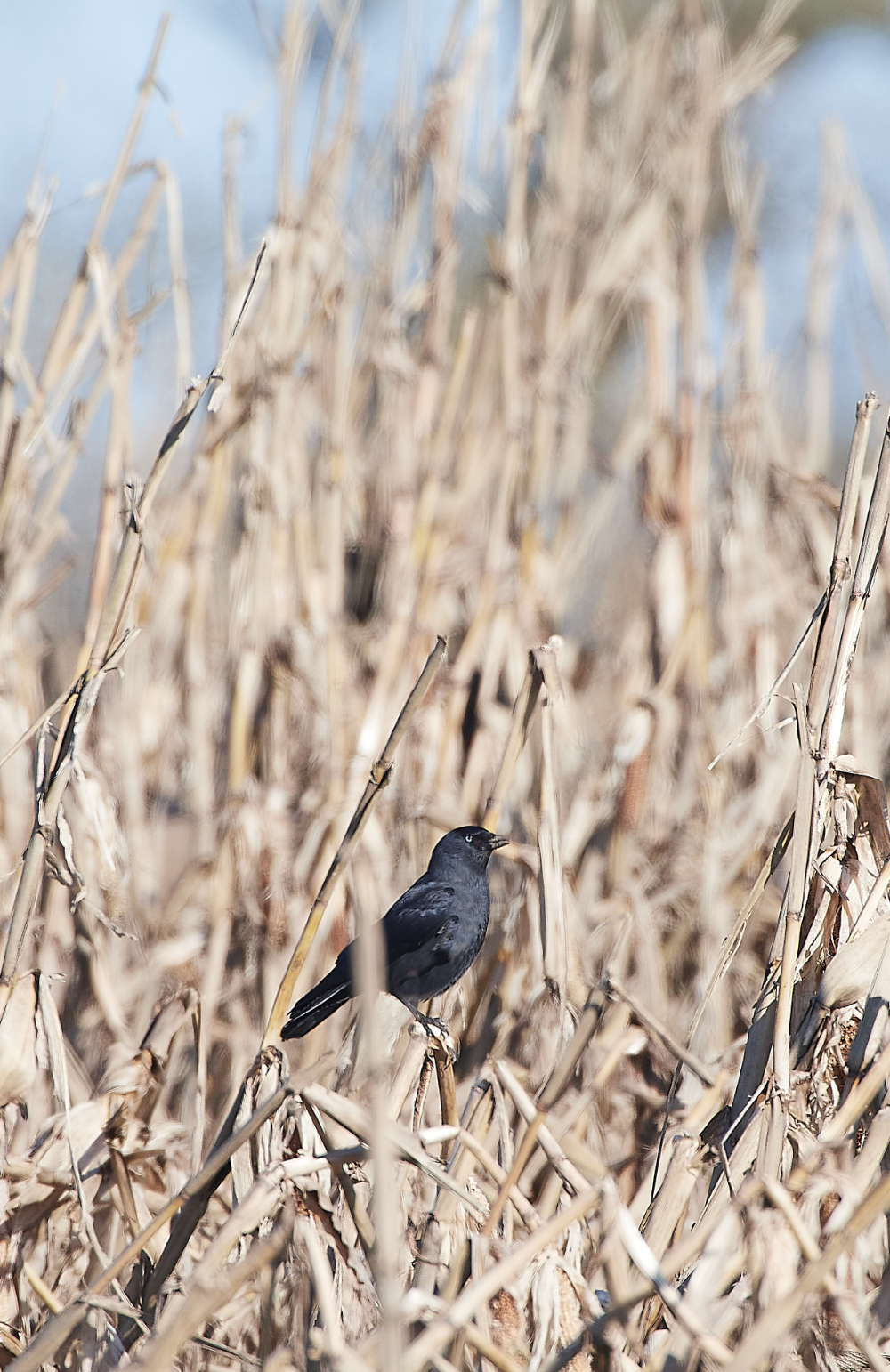 HanworthJackdaw280221-1