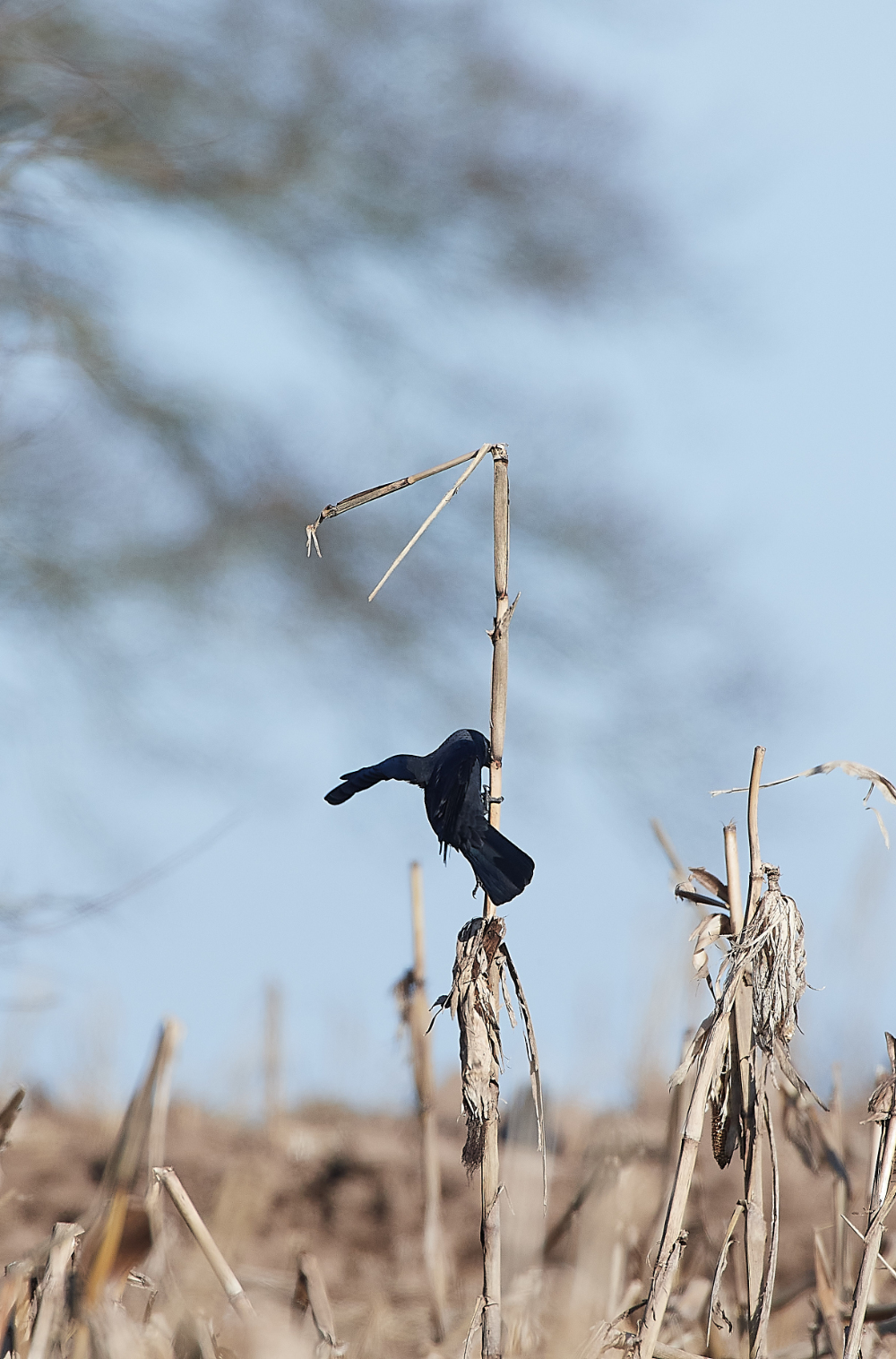 HanworthJackdaw280221-2