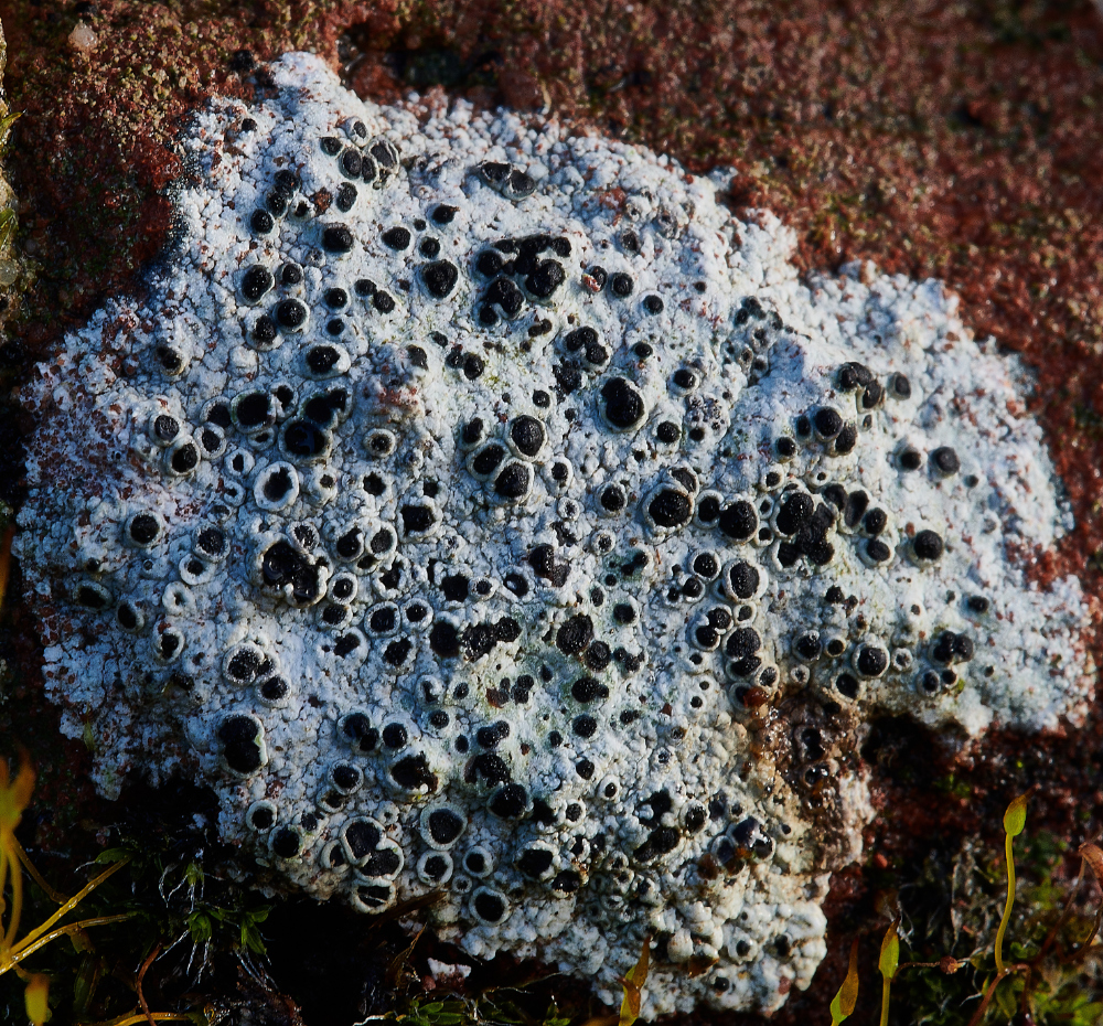 HanworthLichen1090121-1