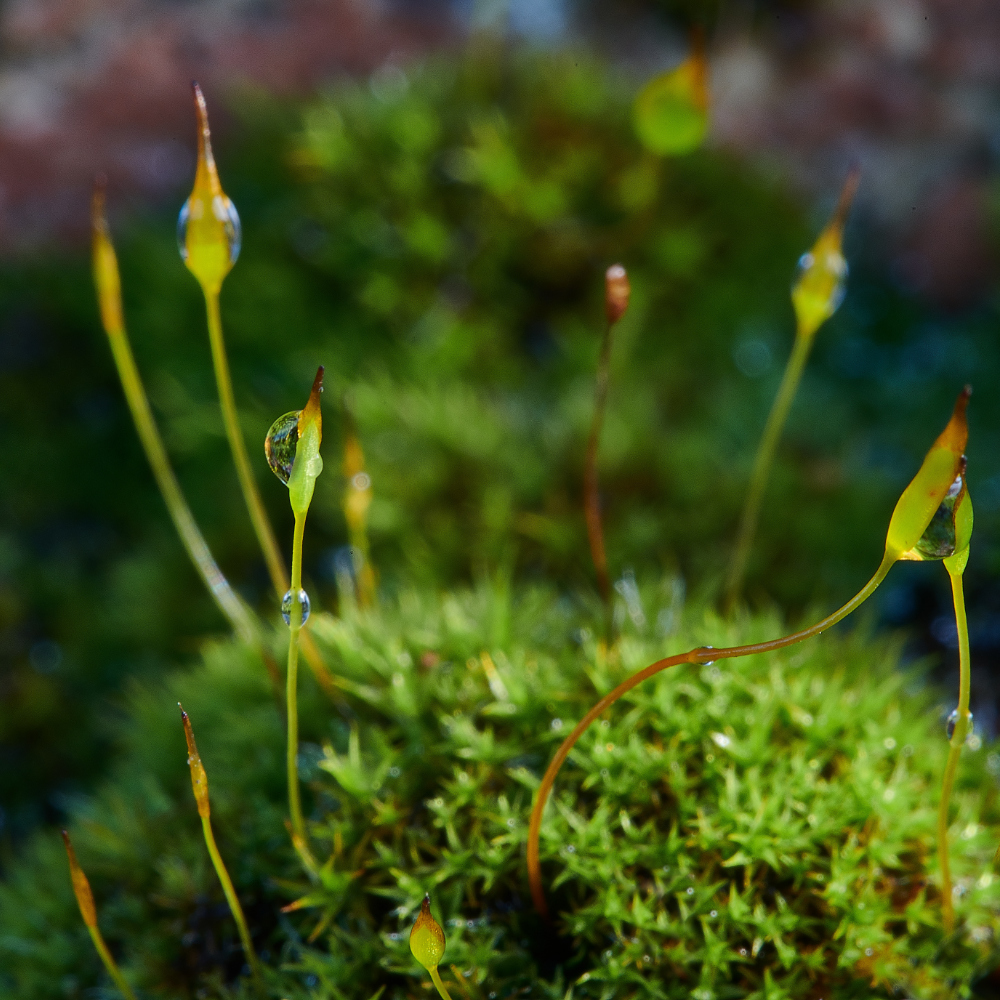 HanworthMoss1090121-1