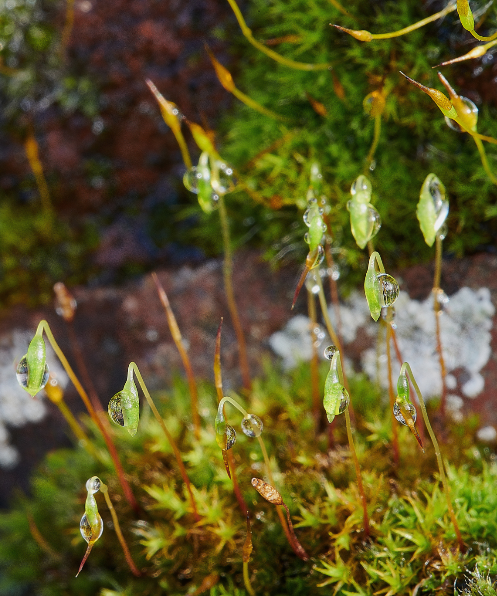 HanworthMoss2090121-1