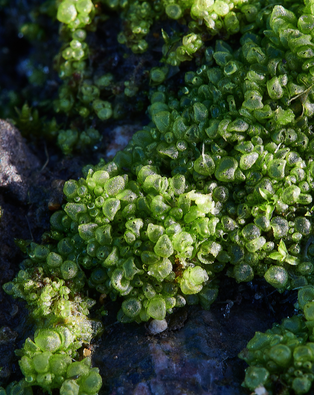 HanworthMoss4090121-1