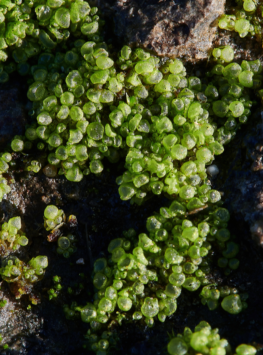 HanworthMoss4090121-2