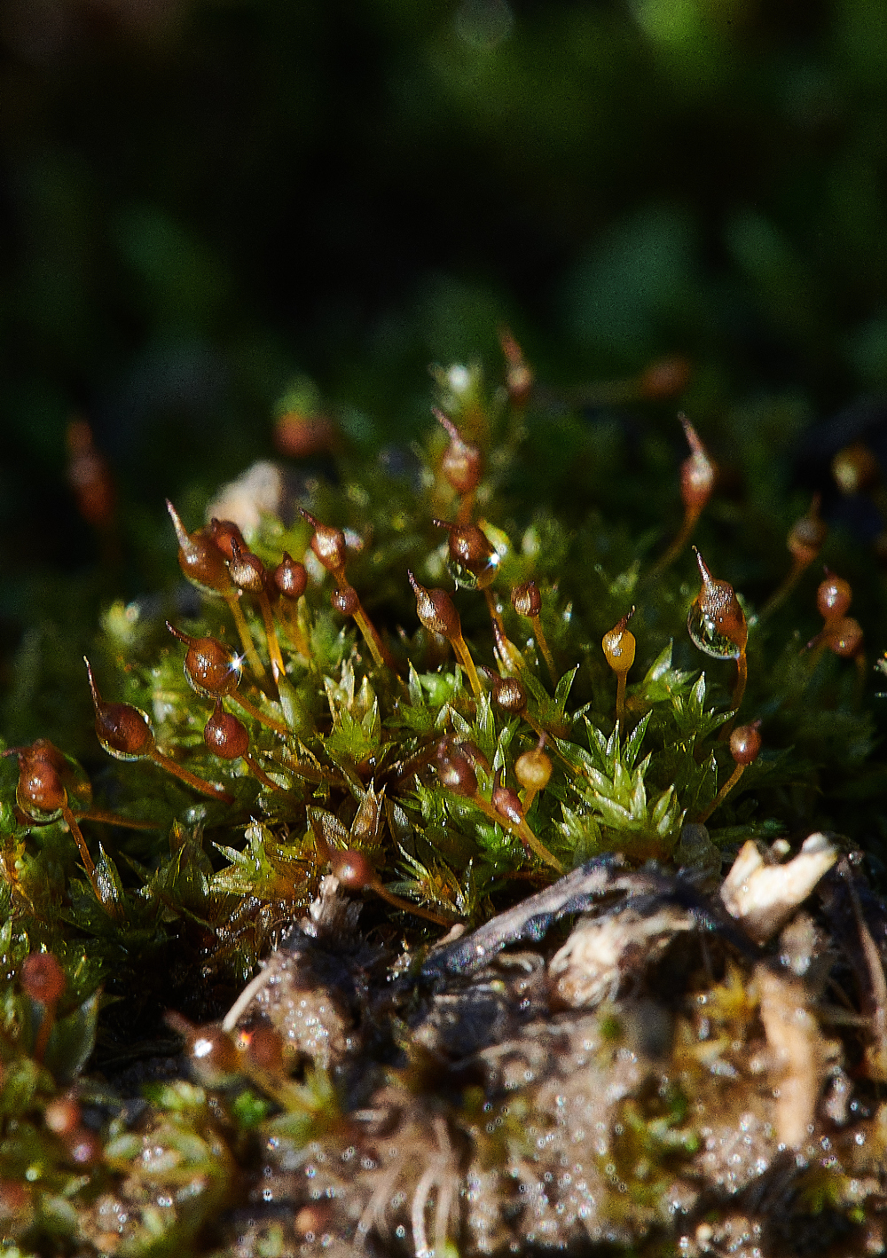 HanworthMoss6090121-1