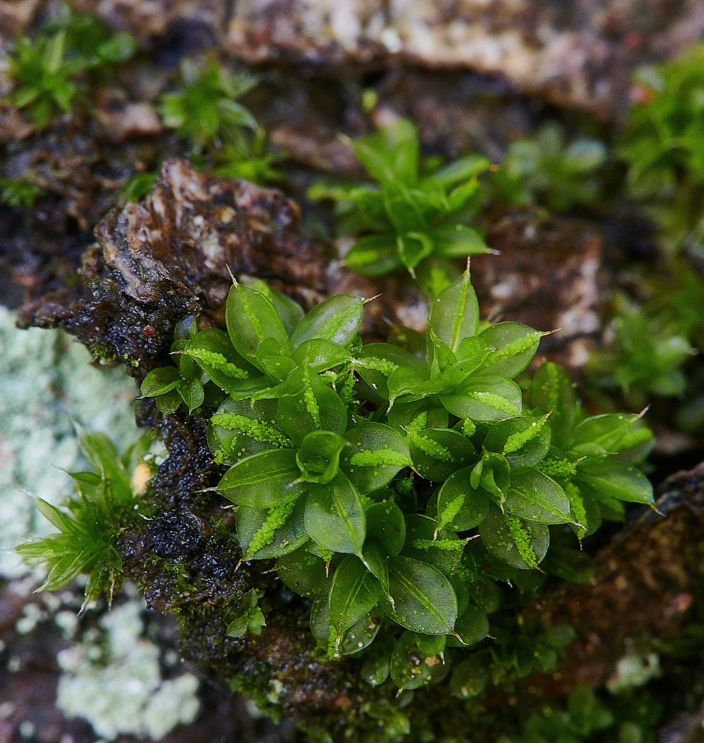 HanworthMoss9090121-1