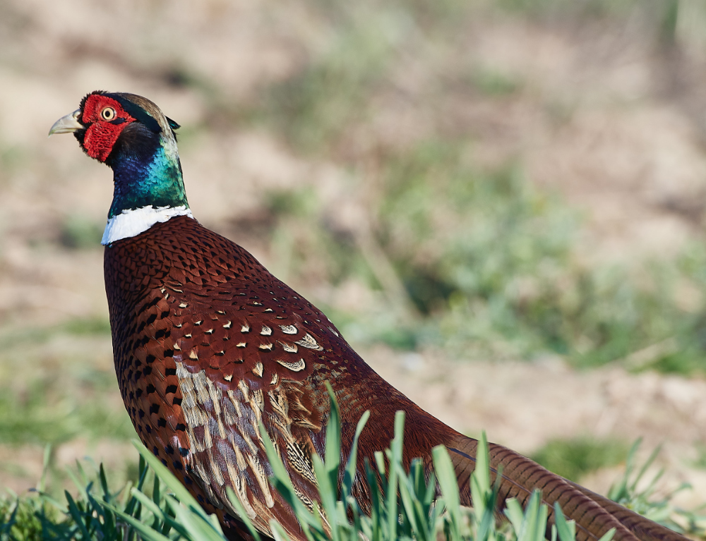 HanworthPheasant270221-1