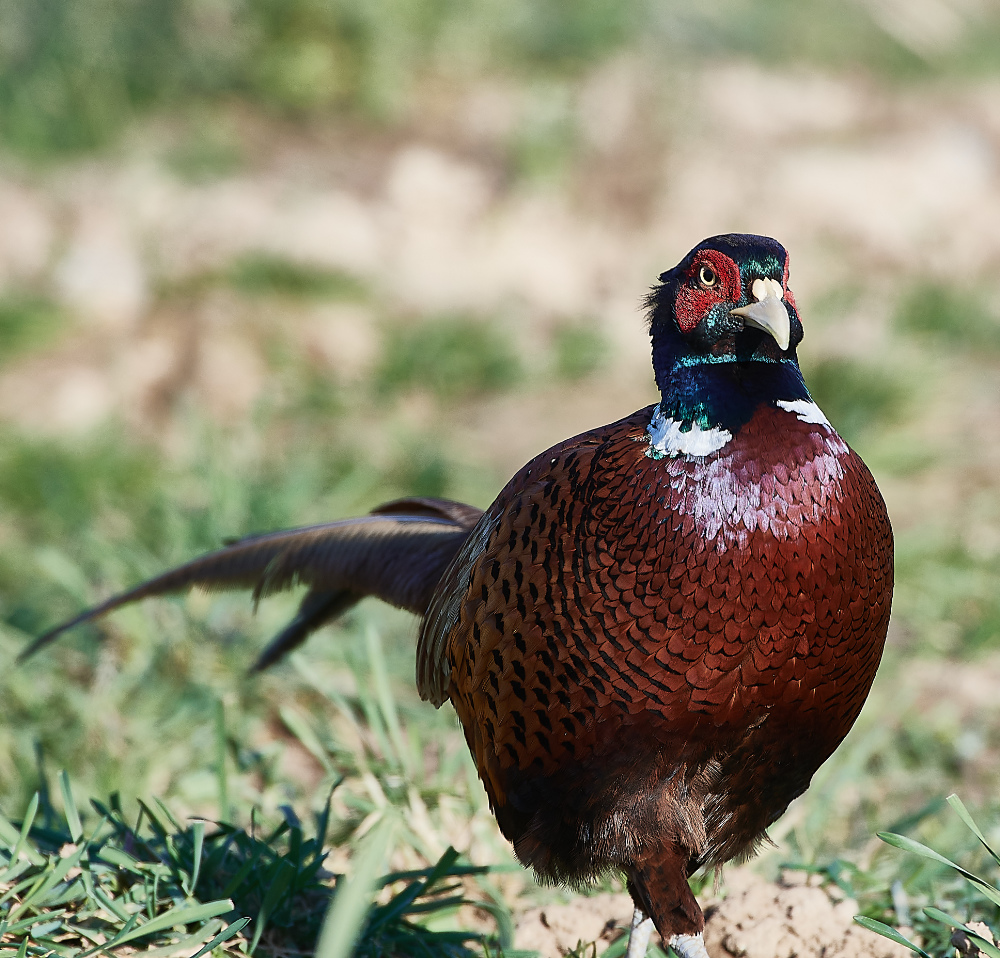 HanworthPheasant270221-2