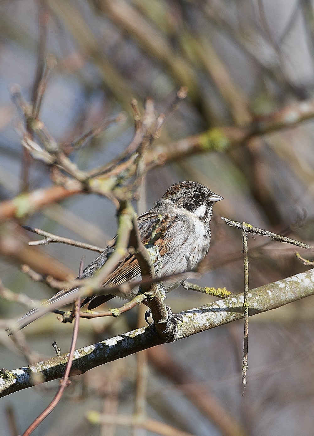 HanworthReedBunting280221-1