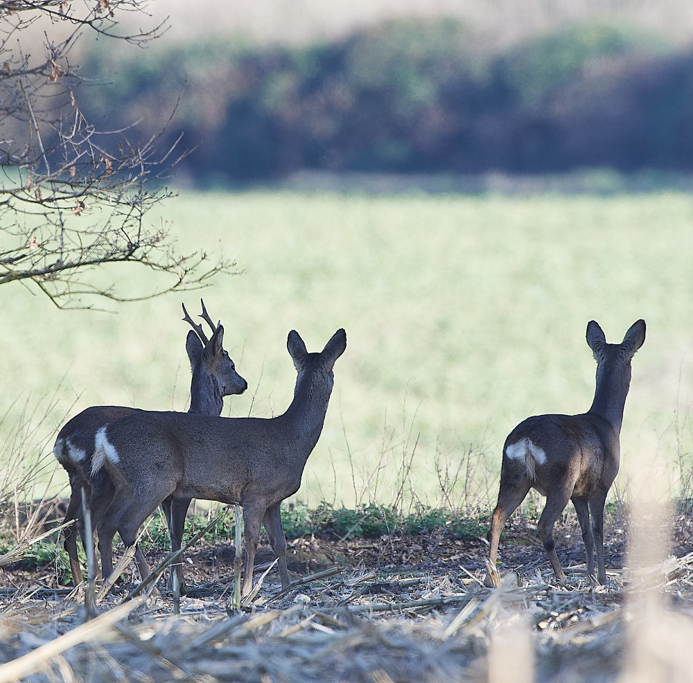 HanworthRoeDeer280221-1