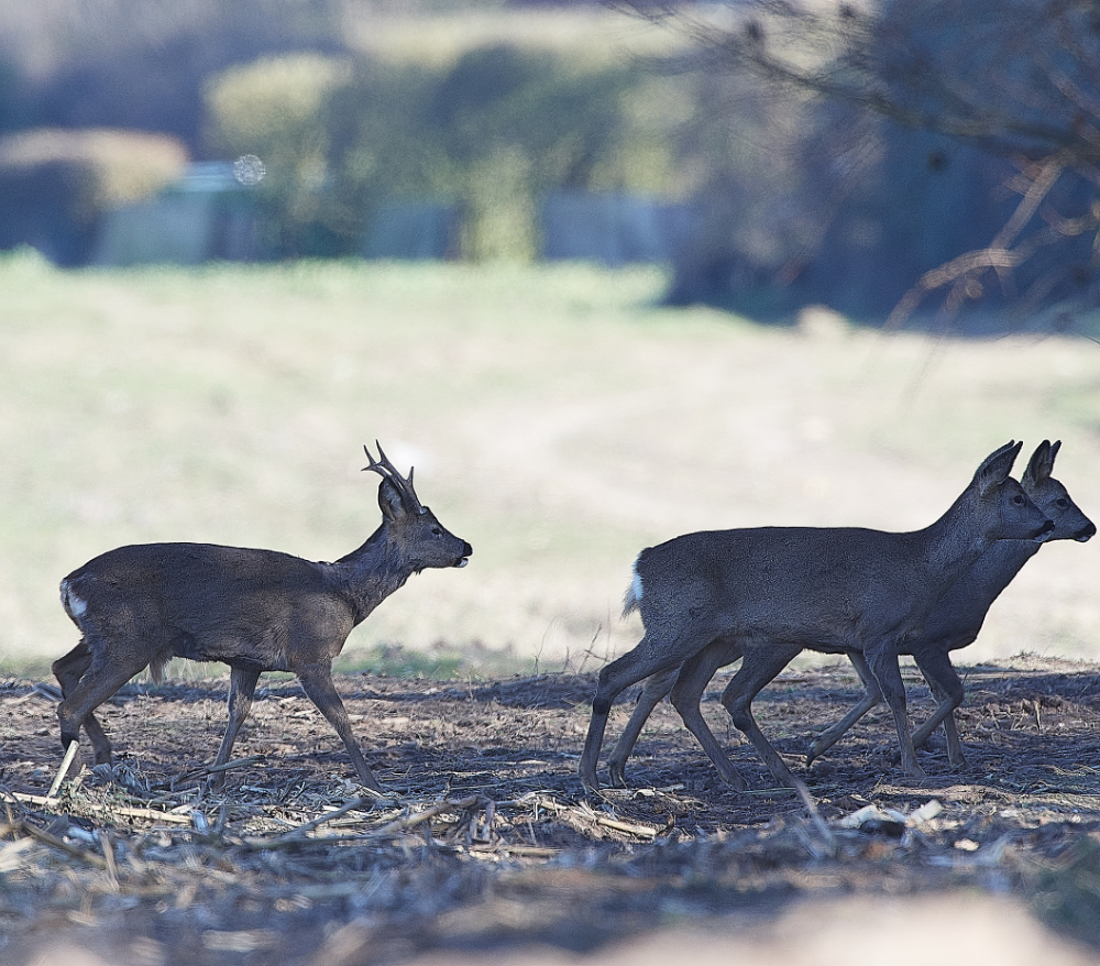 HanworthRoeDeer280221-2