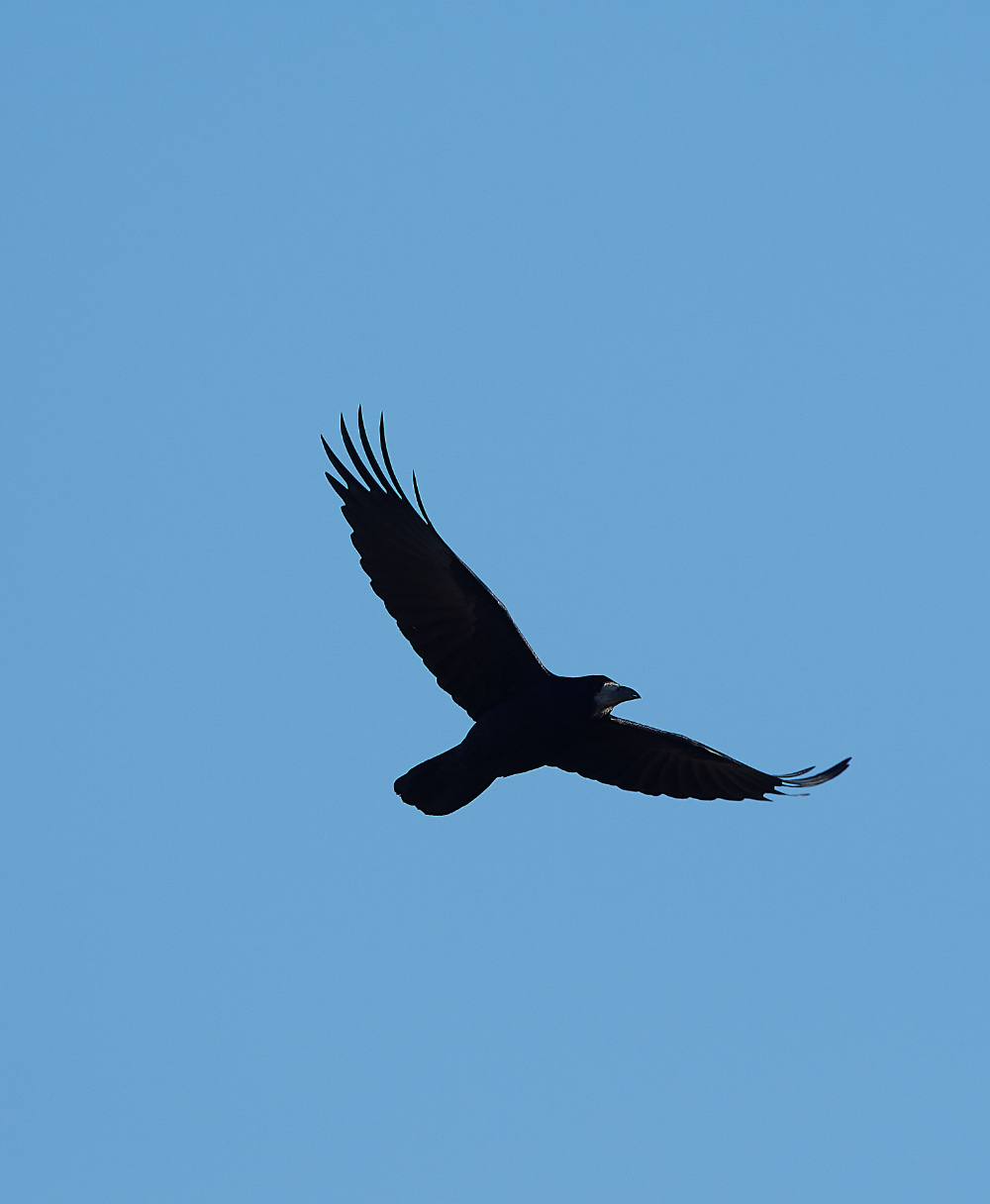 HanworthRook270221-2