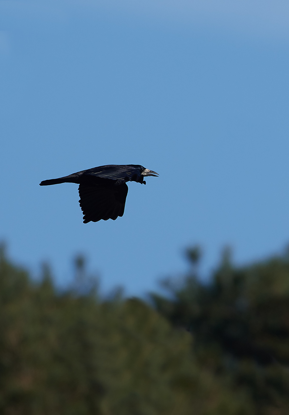 HanworthRook280221-2