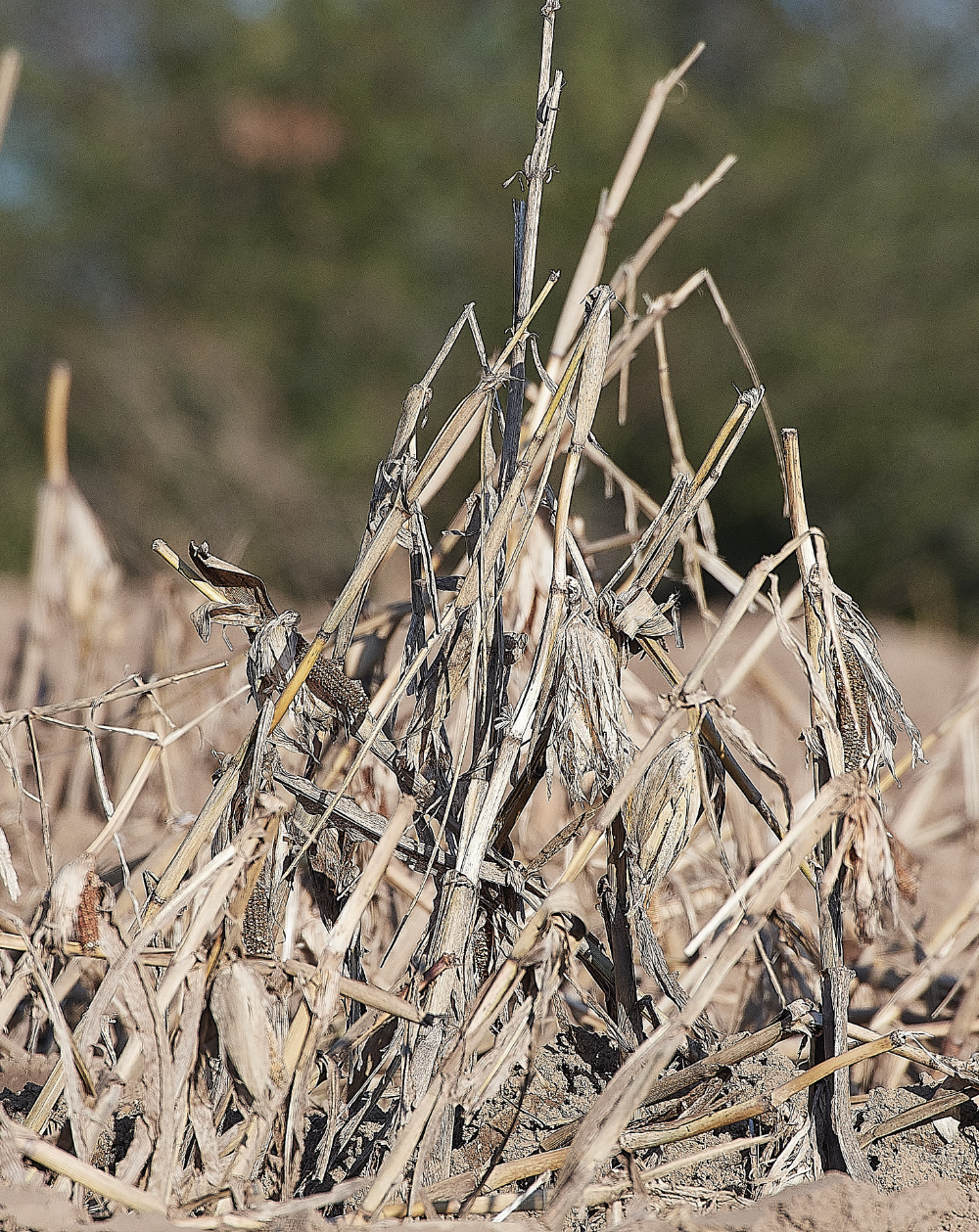 HanworthStubble270221-3