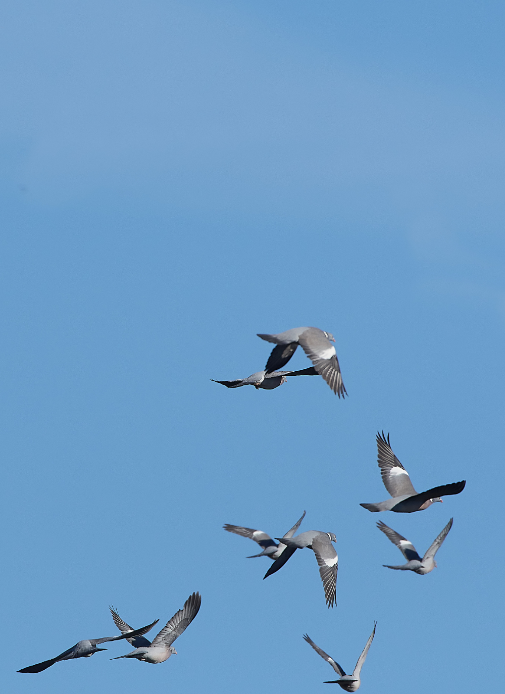 HanworthWoodpigeon280221-1