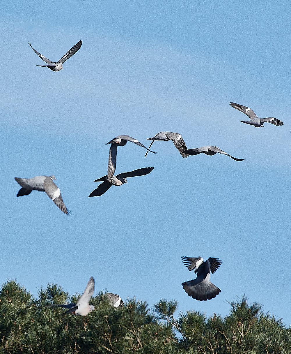 HanworthWoodpigeon280221-2