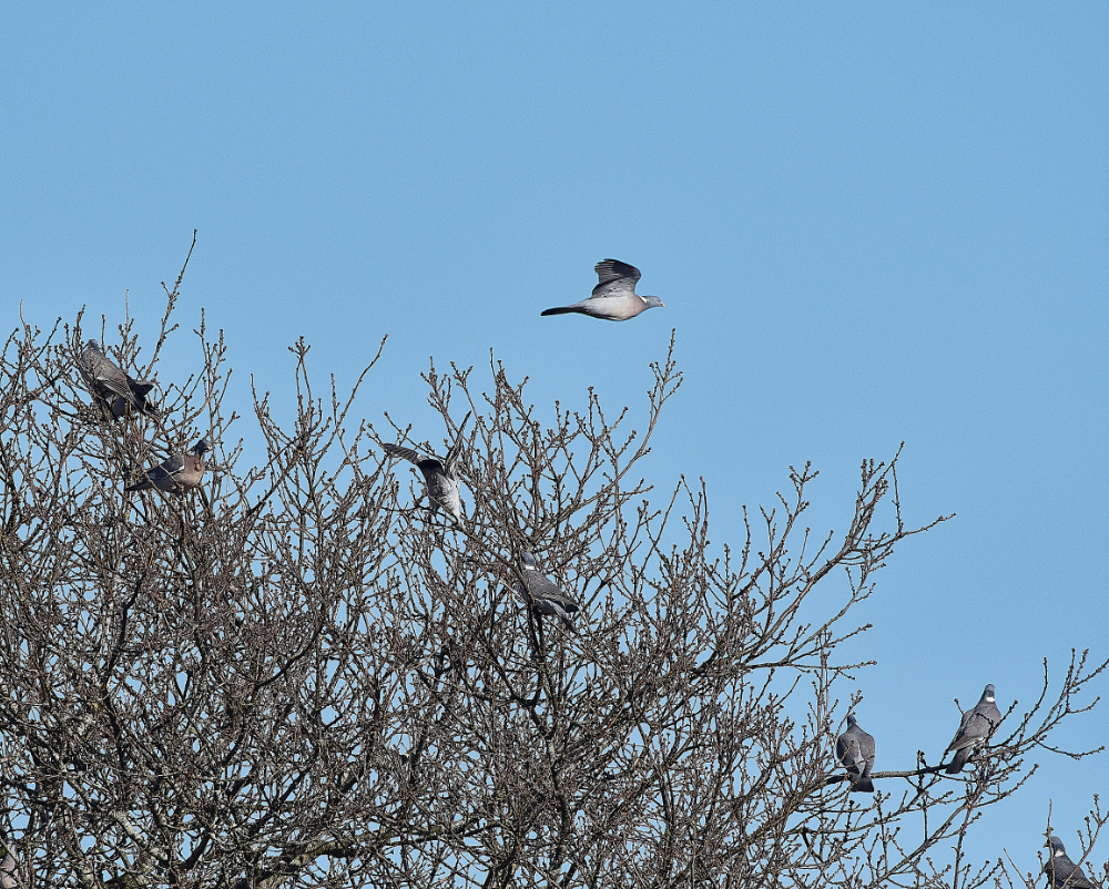 HanworthWoodpigeon280221-3