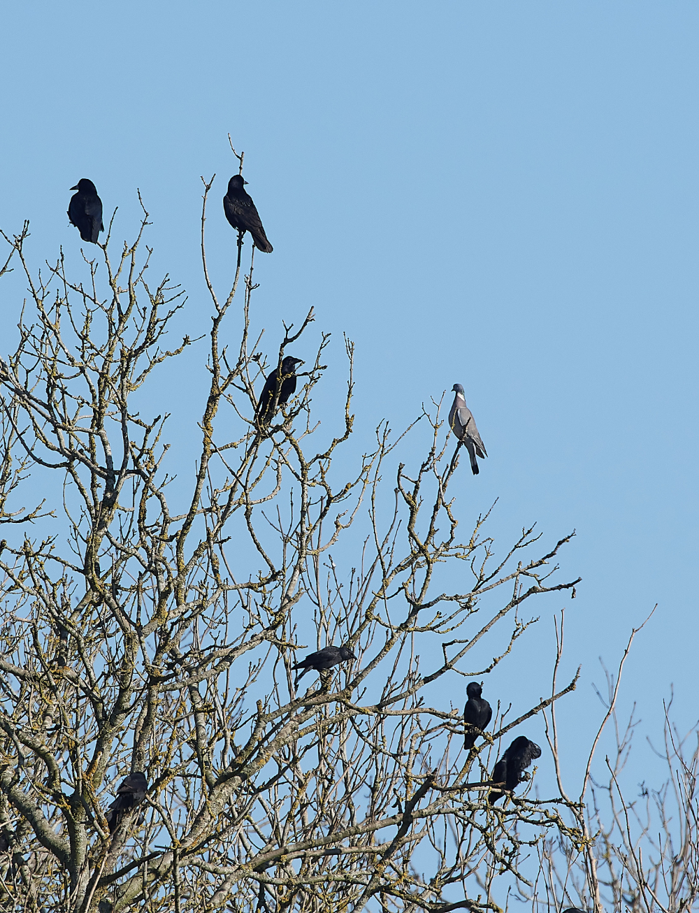 HanworthWoodpigeon280221-4