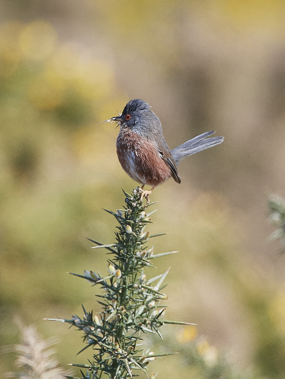 KellingHeathDartfordWarbler130421-1