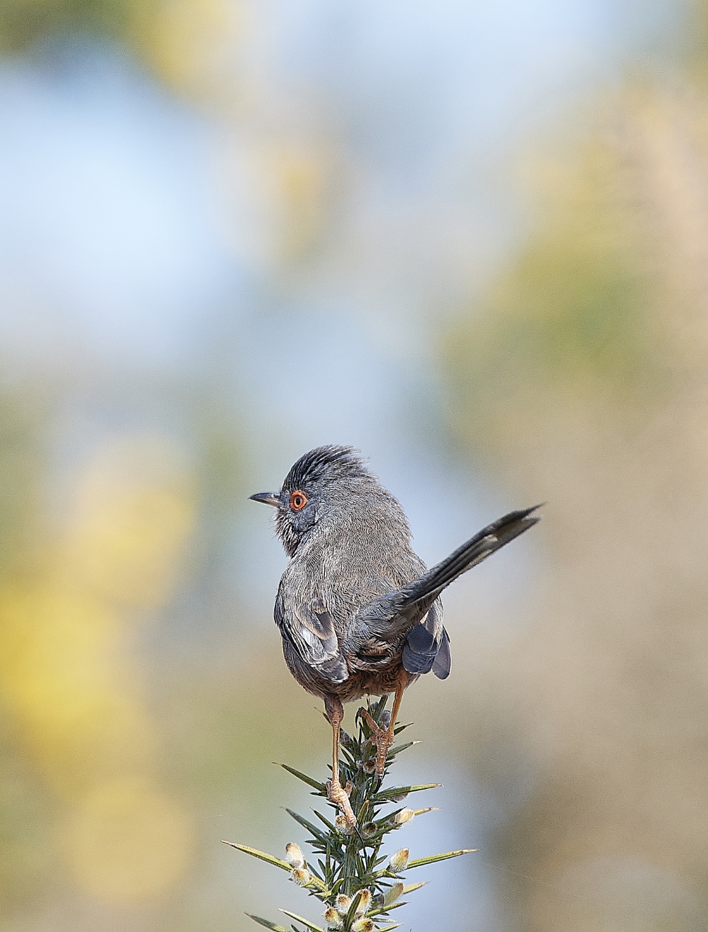 KellingHeathDartfordWarbler130421-10