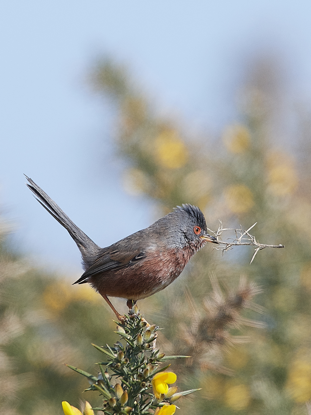 KellingHeathDartfordWarbler130421-11