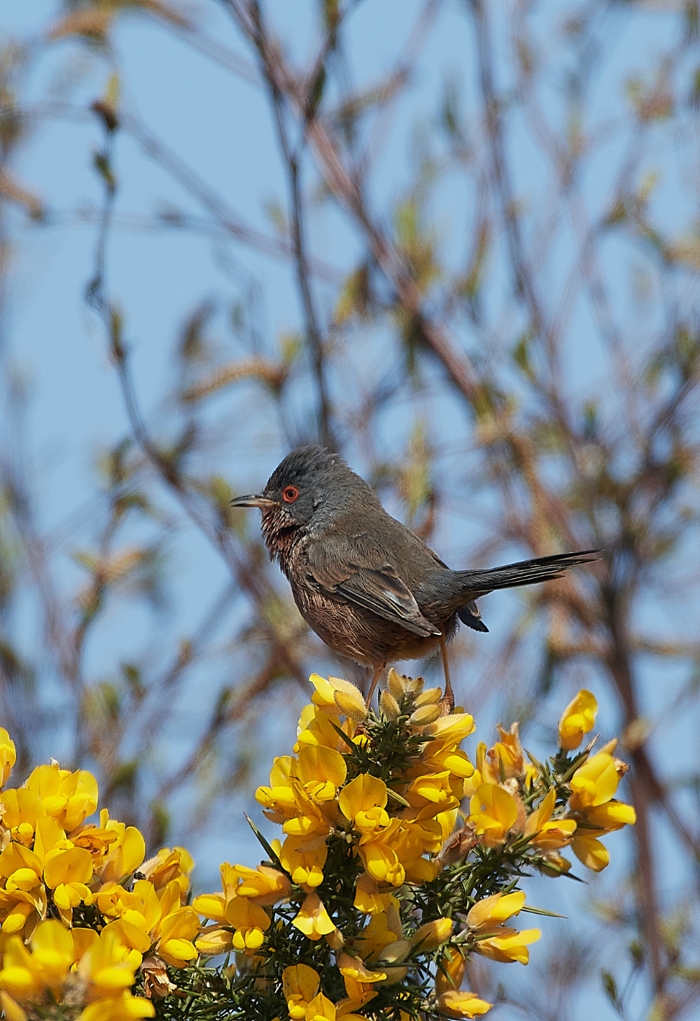 KellingHeathDartfordWarbler130421-12