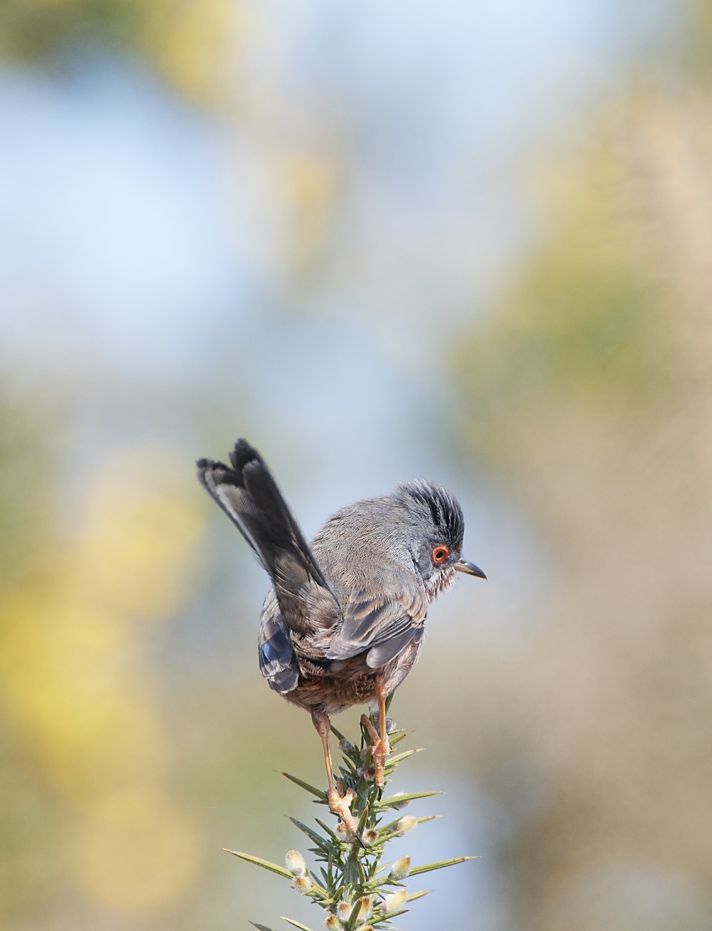 KellingHeathDartfordWarbler130421-13