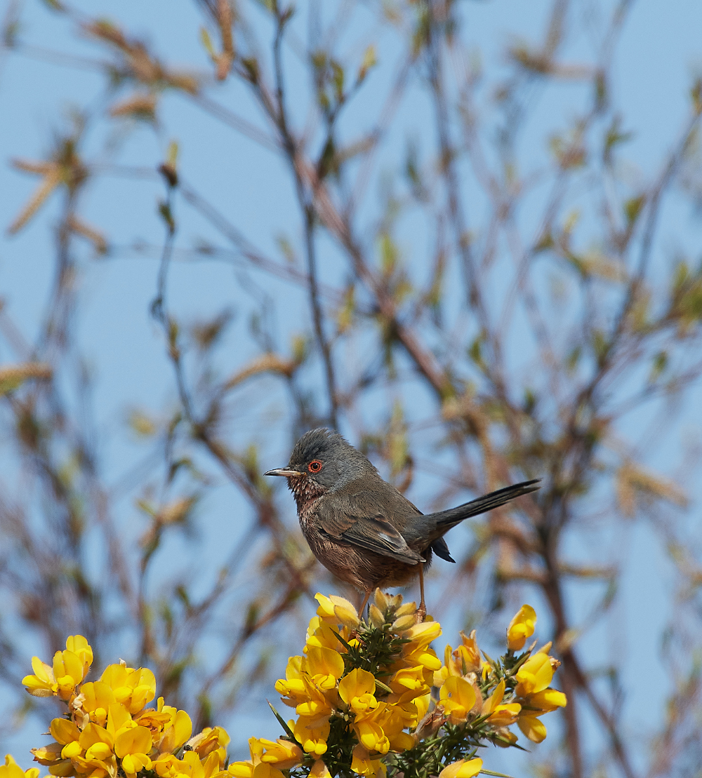 KellingHeathDartfordWarbler130421-14