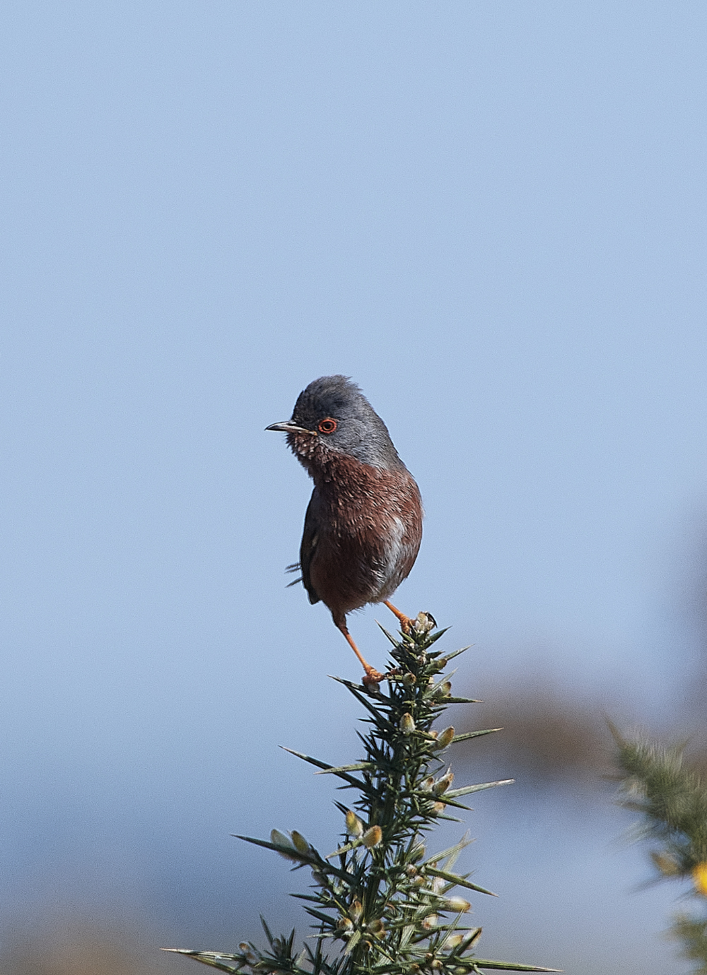 KellingHeathDartfordWarbler130421-2