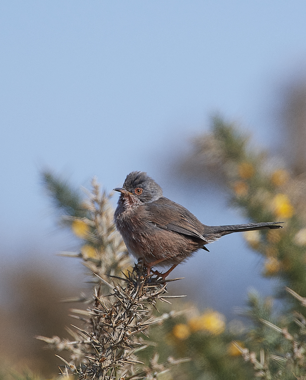 KellingHeathDartfordWarbler130421-3