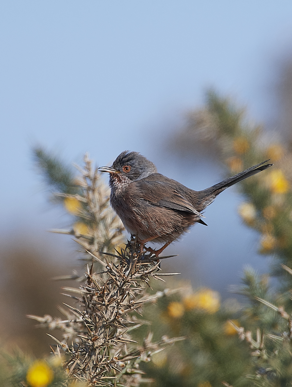 KellingHeathDartfordWarbler130421-4