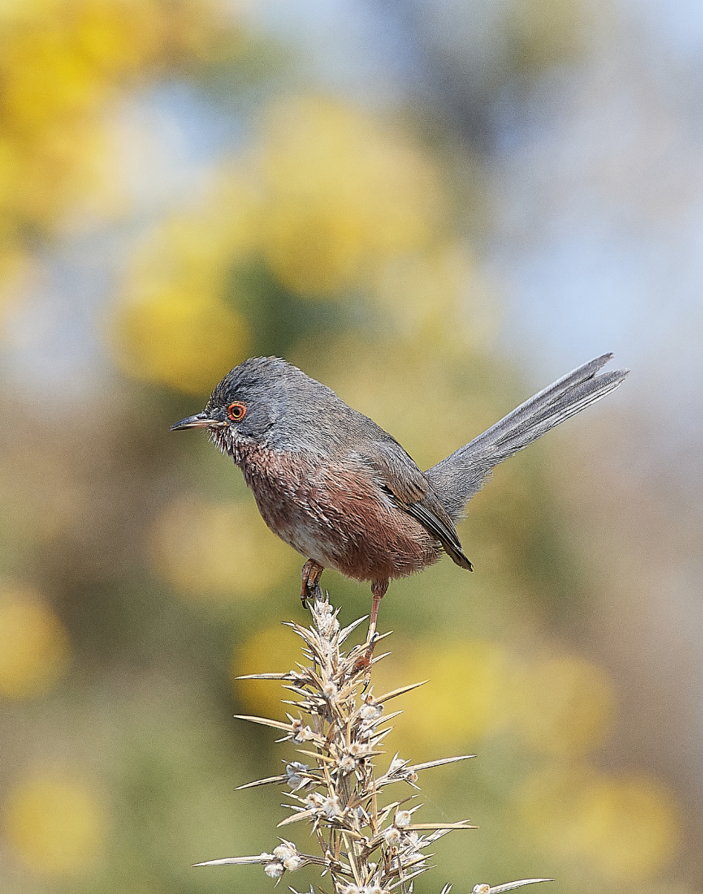 KellingHeathDartfordWarbler130421-5