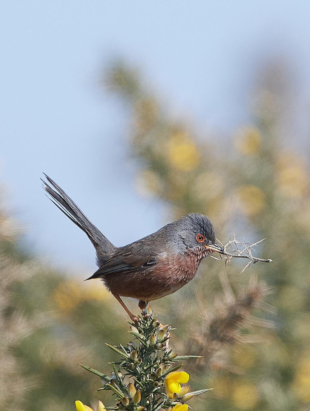 KellingHeathDartfordWarbler130421-6