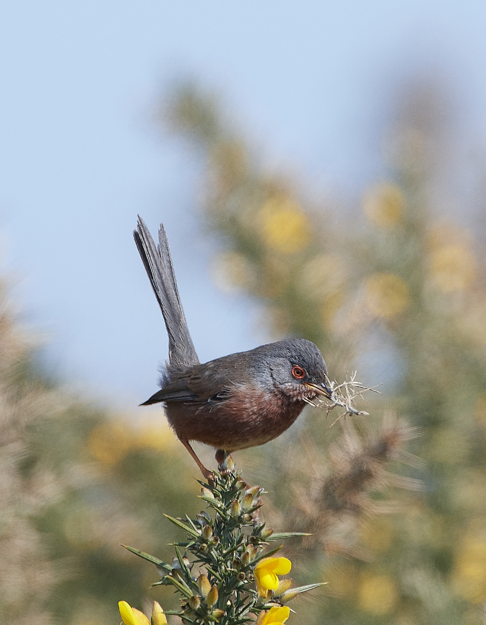 KellingHeathDartfordWarbler130421-7