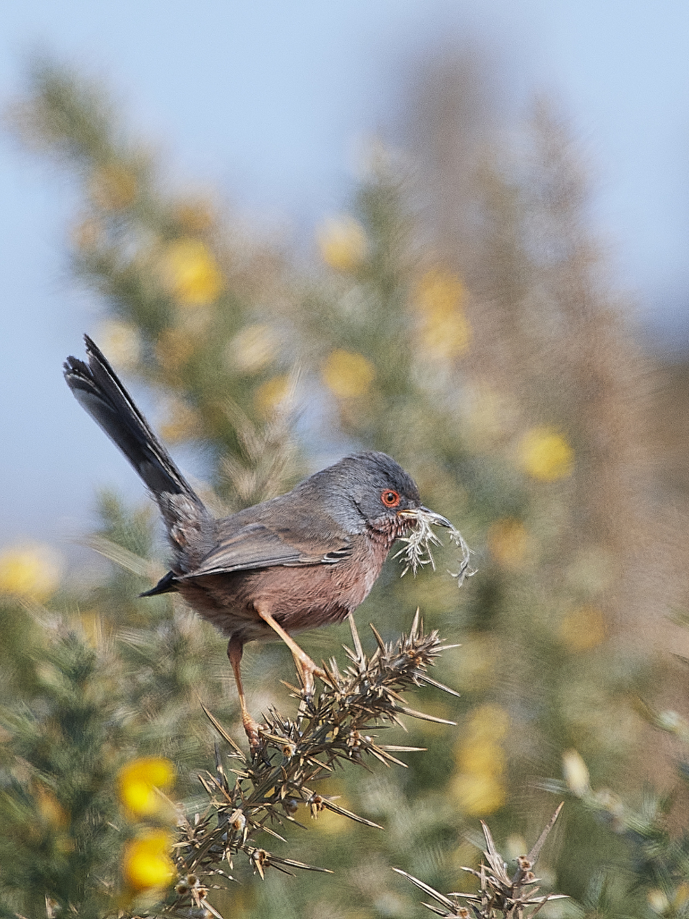 KellingHeathDartfordWarbler130421-8