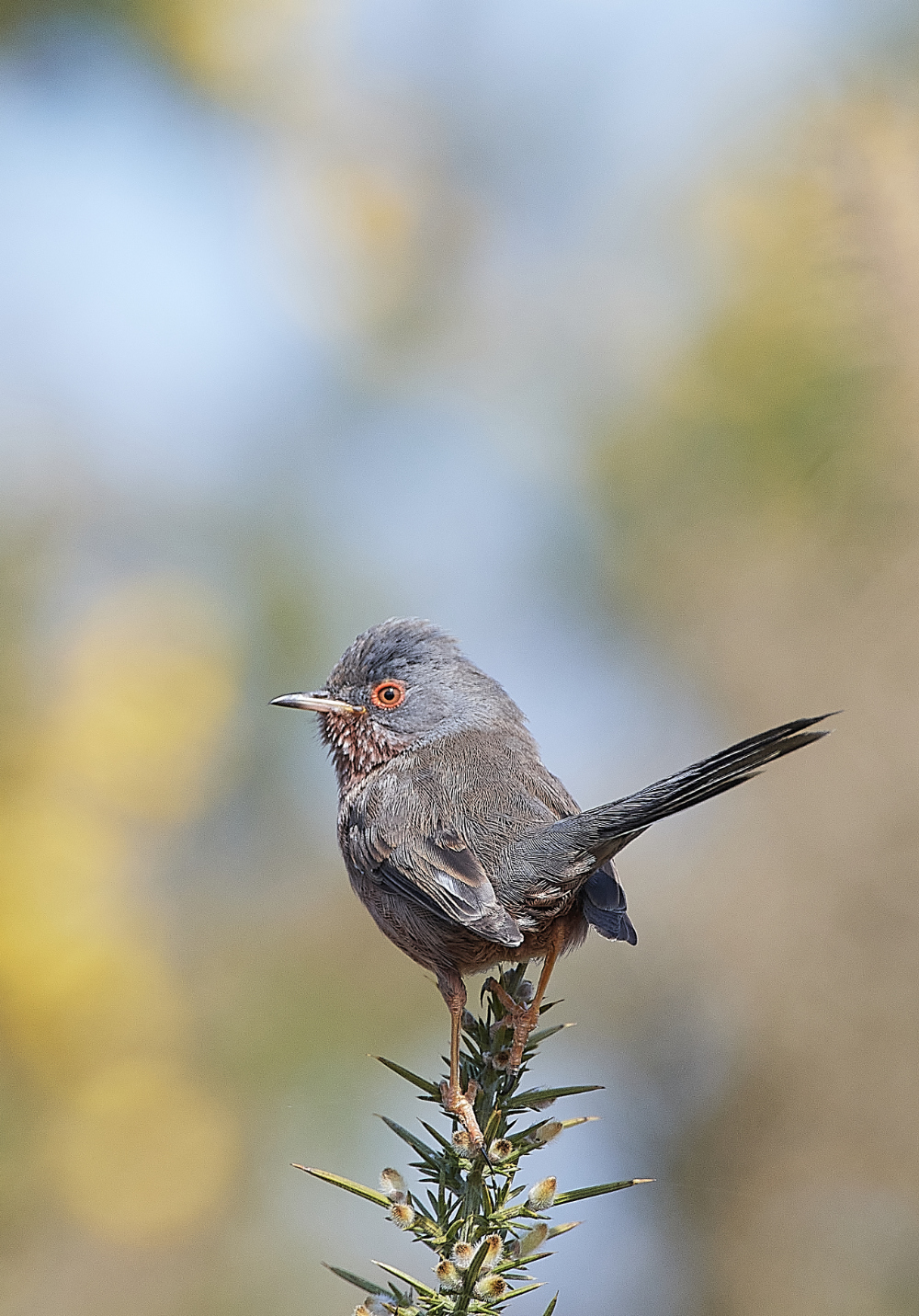 KellingHeathDartfordWarbler130421-9