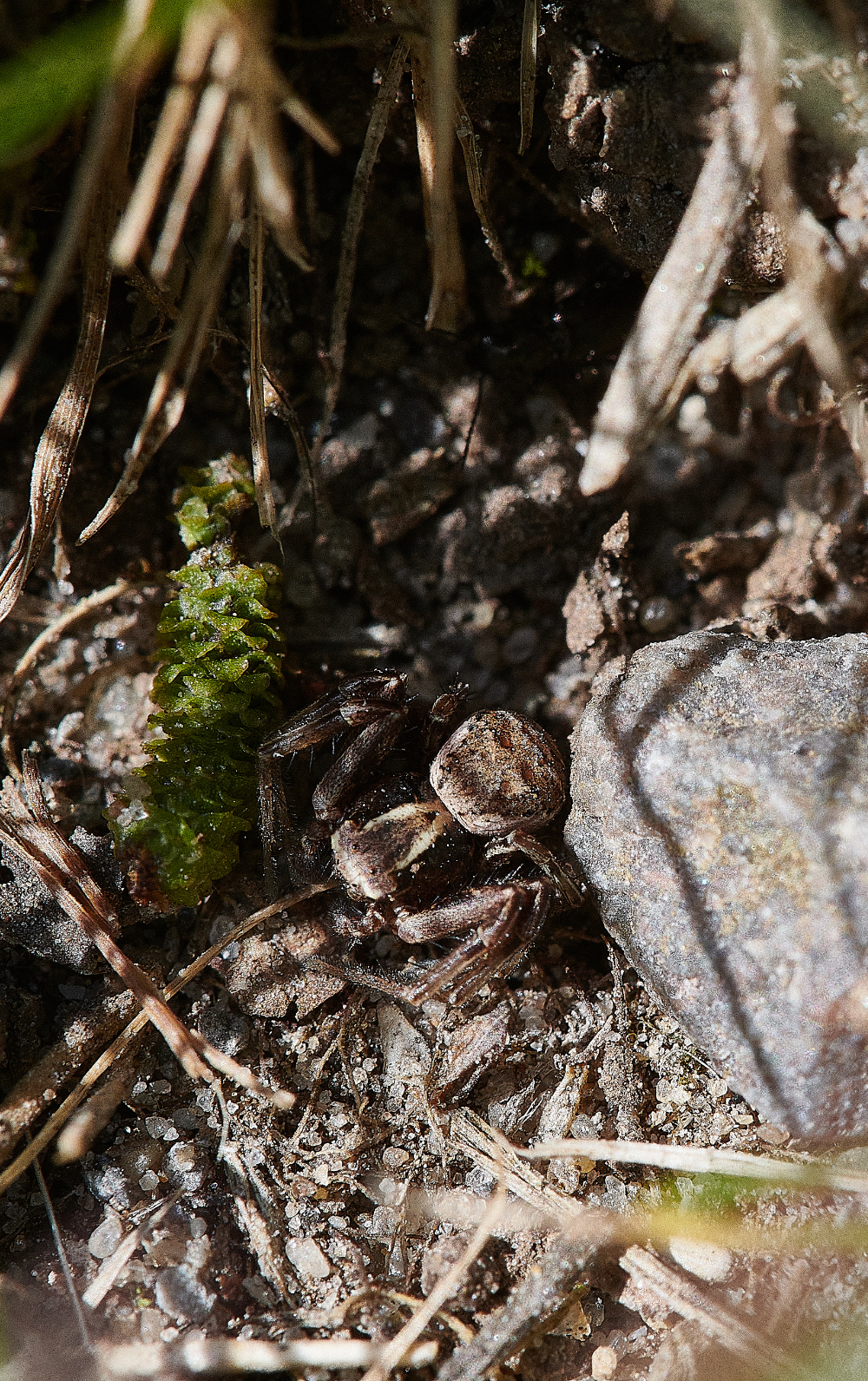 KellingHeathSpiderSp130421-1