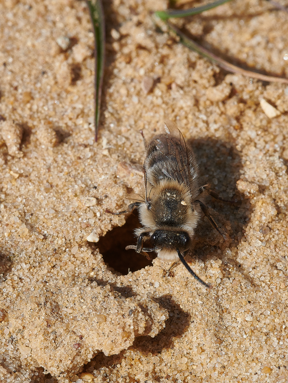 LynfordWaterCcorniculatus190421-1