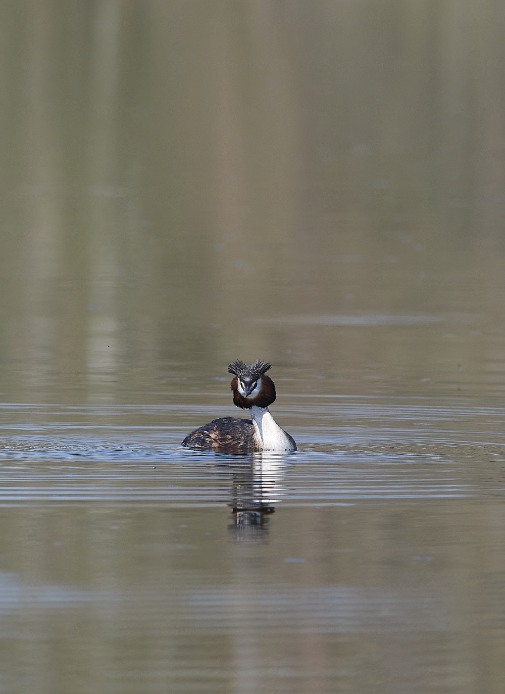 LynfordWaterGCGrebe190421-1