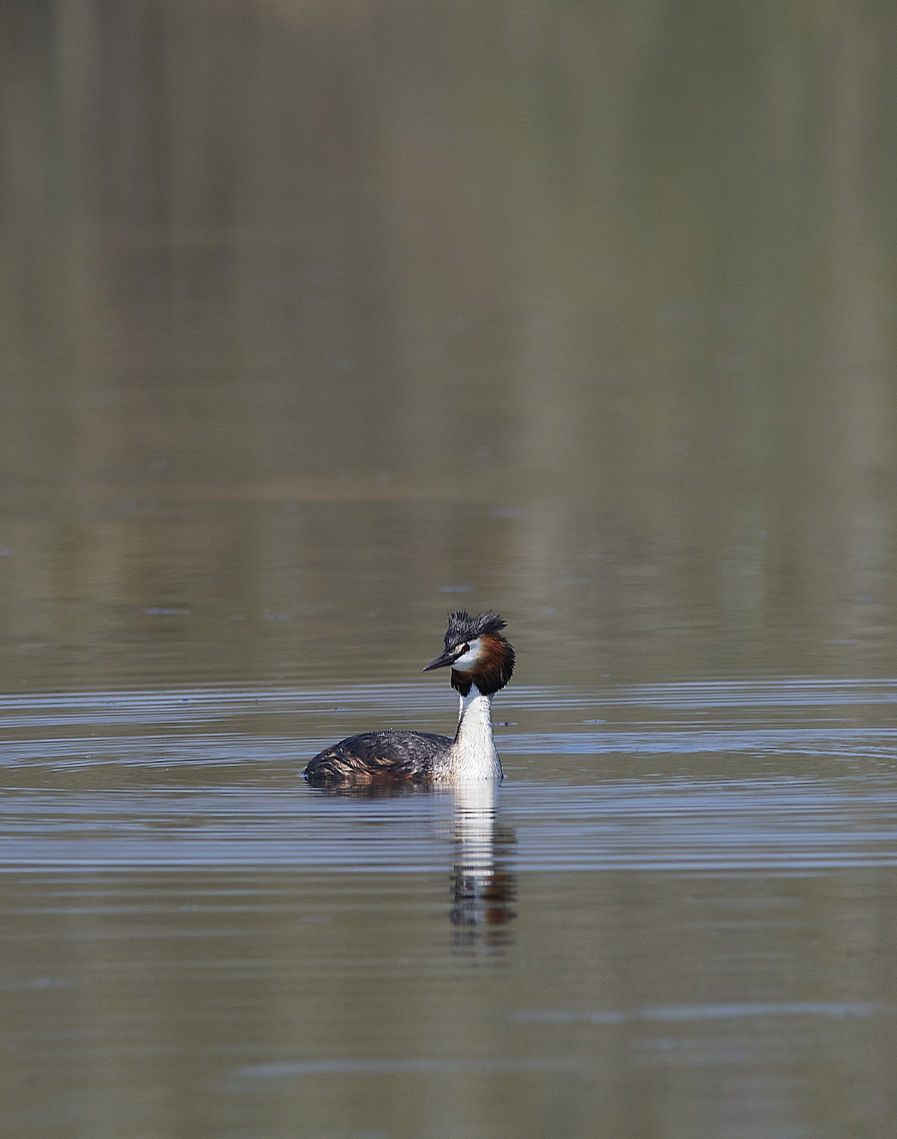 LynfordWaterGCGrebe190421-2